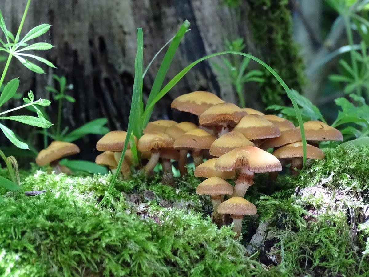 Der Florenberg - Gipfel Fuer Geniesser Kuenzell Dış mekan fotoğraf